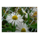Corn Flowers fenceline cards