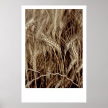 Corn Print
