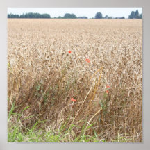Cornfield Poster