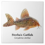 Corydoras Sterbai Catfish Tile