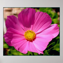Cosmo Flower Canvas Print