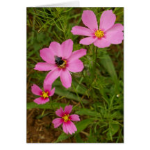 Cosmo flower with bee cards