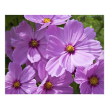 Cosmos  20" x 16" Photo Print