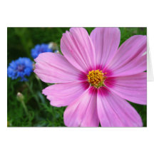 Cosmos, greeting card