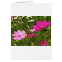 Cosmos Greeting Cards