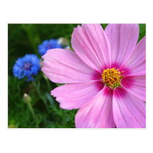 Cosmos, postcard