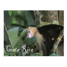 Costa Rica - Cappuchin Postcard