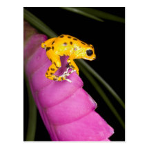 Costa Rica. Close-up of poison dart frog on Postcard