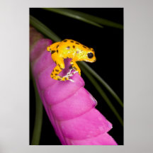 Costa Rica. Close-up of poison dart frog on Print