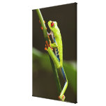 Costa Rica, Monteverde, Red-Eyed Tree Frog Canvas Print