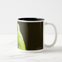 Costa Rica, Monteverde, Red-Eyed Tree Frog Mug
