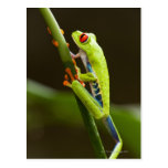 Costa Rica, Monteverde, Red-Eyed Tree Frog Post Card