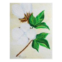 cotton boll botanical postcard