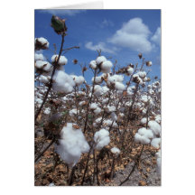 Cotton Field Card