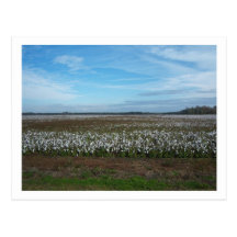 Cotton Field Florida Postcard