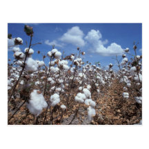 Cotton Field Postcard