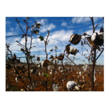 cotton field postcards