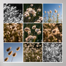 cotton grass montage print