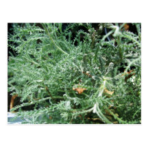 Cotton Lavender Post Cards