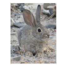 Cotton Tail Post Card