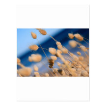 Cotton tails postcards