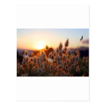 Cotton tails sunset postcard