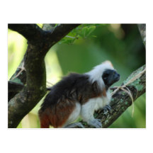Cotton Topped Tamarin Postcard