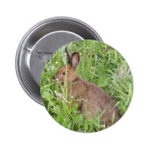 Cottontail Rabbit in the grass Pins