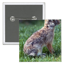 Cottontail Rabbit Pinback Buttons