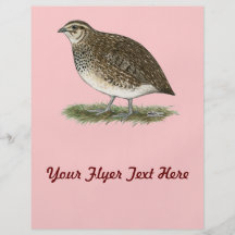 Coturnix Quail Hen Full Colour Flyer