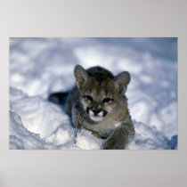 Cougar-small cub on snow print