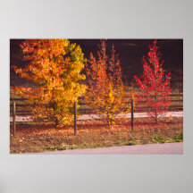 Country Road, San Luis Obispo County, California Posters