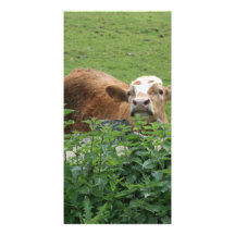 Cow and stinging nettles customized photo card