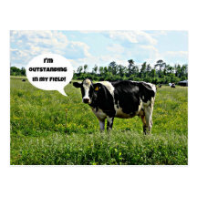 Cow Humour Post Cards