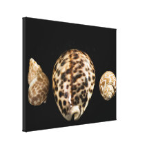 Cowrie Cones 2 Wrapped Canvas Stretched Canvas Prints