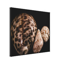 Cowrie Cones Wrapped Canvas Gallery Wrapped Canvas