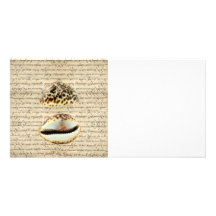 Cowrie shells photo cards