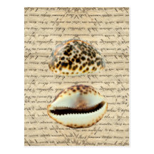 Cowrie shells postcard