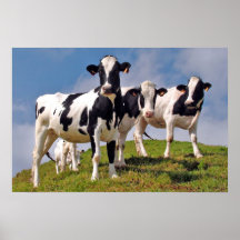 Cows are cool poster