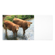 Cows in Devon field, UK Picture Card