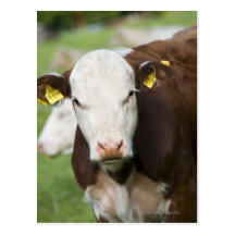 Cows in pasture, close-up post cards
