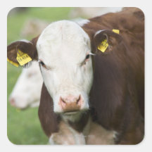 Cows in pasture, close-up sticker