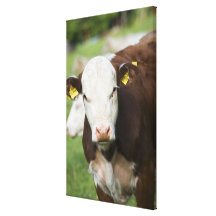 Cows in pasture, close-up stretched canvas prints