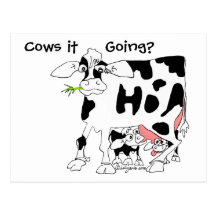 Cows it Going? Post Card