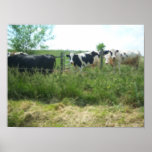 Cows Photo Print