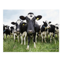 Cows standing in a row looking at camera post cards