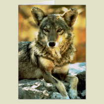 Coyote Lovers Gifts cards