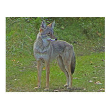 Coyote (side view) postcard
