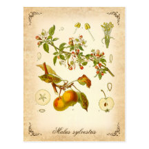 Crab apple - vintage illustration