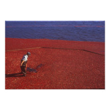 Cranberry Harvest, Middleboro, MA, USA Photo Art